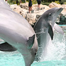 Orlando Hotels